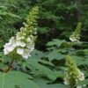 Hortensia à feuilles de chêne - Hydrangea- Bio Le Bourgeon – Image 2