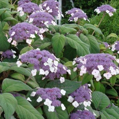 Hortensia velu - Hydrangea villosa
