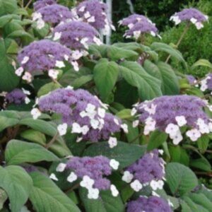 Hortensia velu - Hydrangea villosa