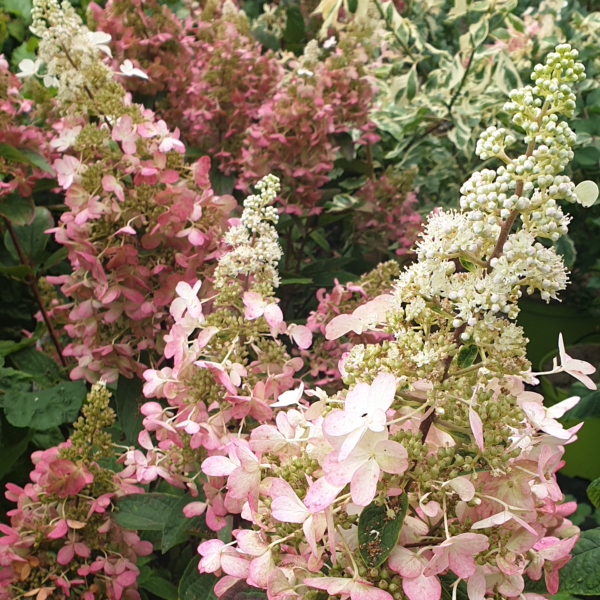 Hortensia paniculé 'Pinky Winky' - Hydrangea- Bio Le Bourgeon – Image 2