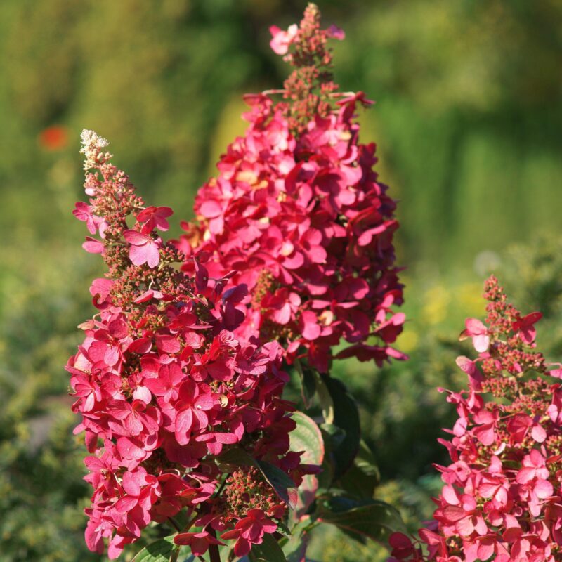 Hortensia paniculé 'Pinky Winky' - Hydrangea- Bio Le Bourgeon