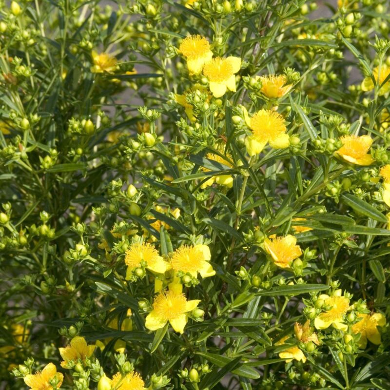 Milllepertuis de Kalmian 'Gemo' - Hypericum- Bio Le Bourgeon