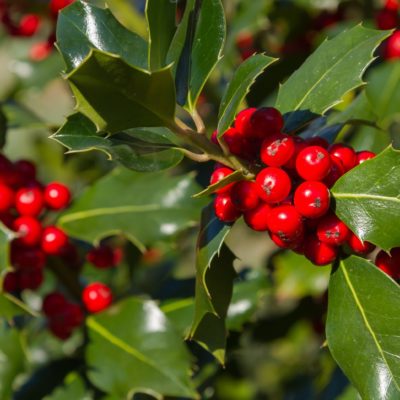 Houx - Ilex aquifolium