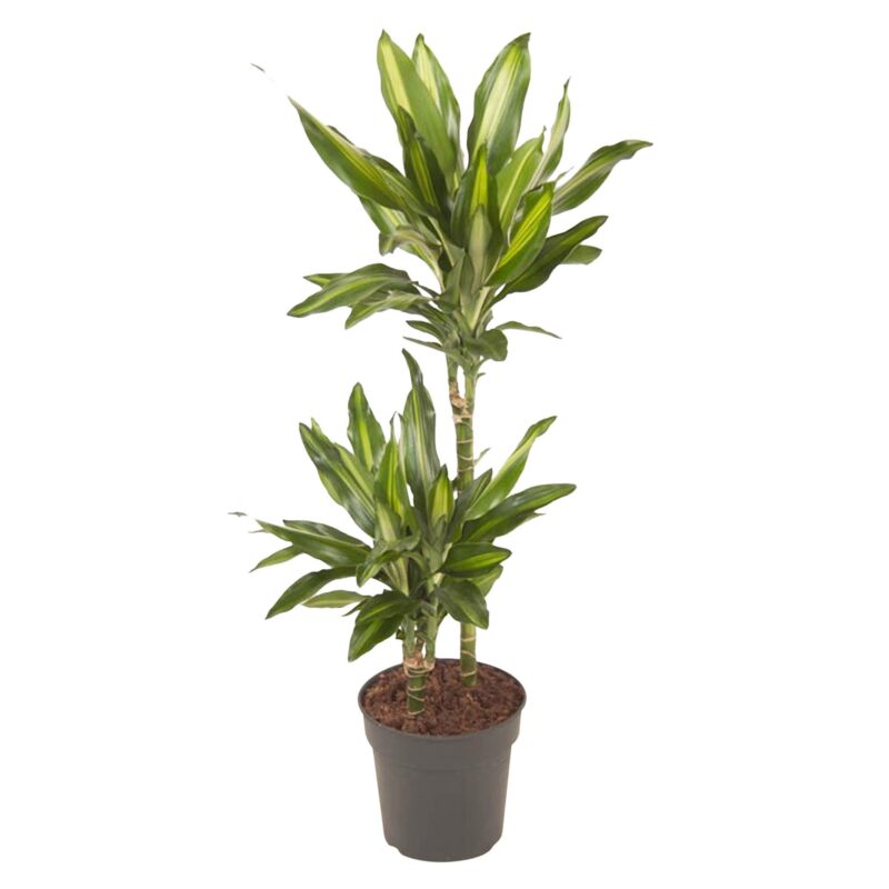 Dragonnier parfumé panaché jaune multi-troncs