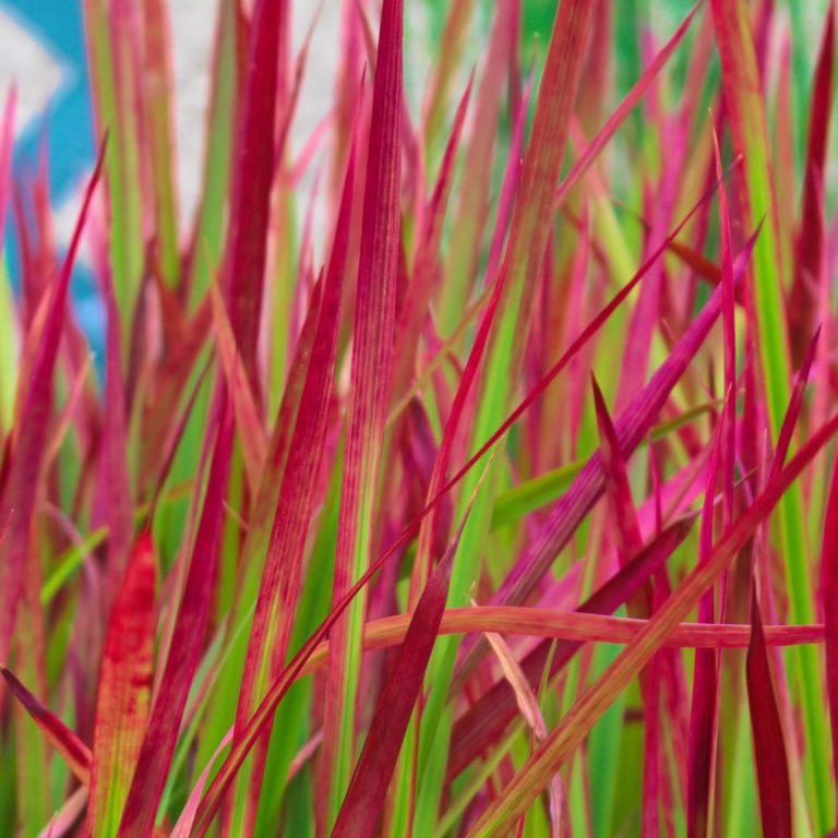 Herbe sanglante - Imperata 'Red Baron'