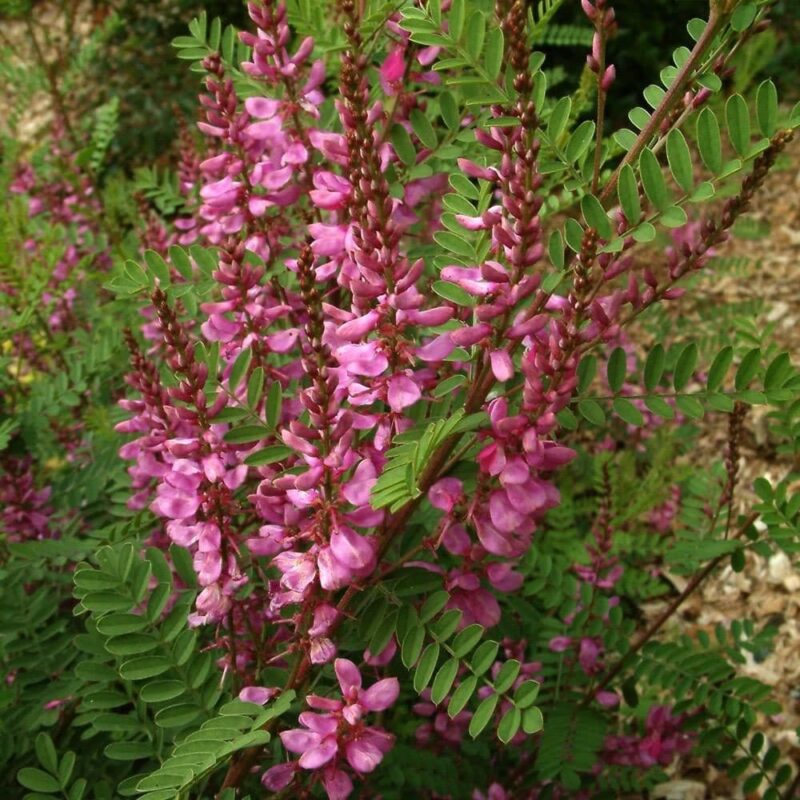 Indigotier - Indigofera