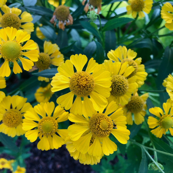 Hélénie jaune - Helenium