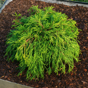 Cyprès de Sawara 'Sungold' - Chamaecyparis