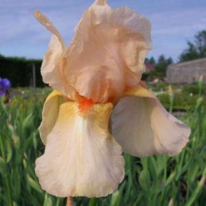 Iris barbu rose pâle - Iris