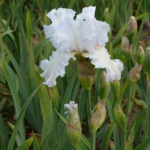 Iris barbu blanc - Iris