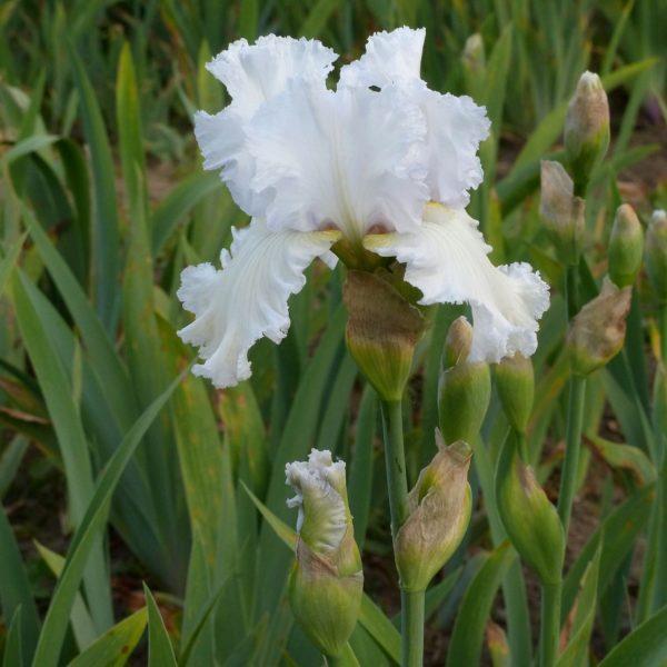 Iris barbu blanc - Iris