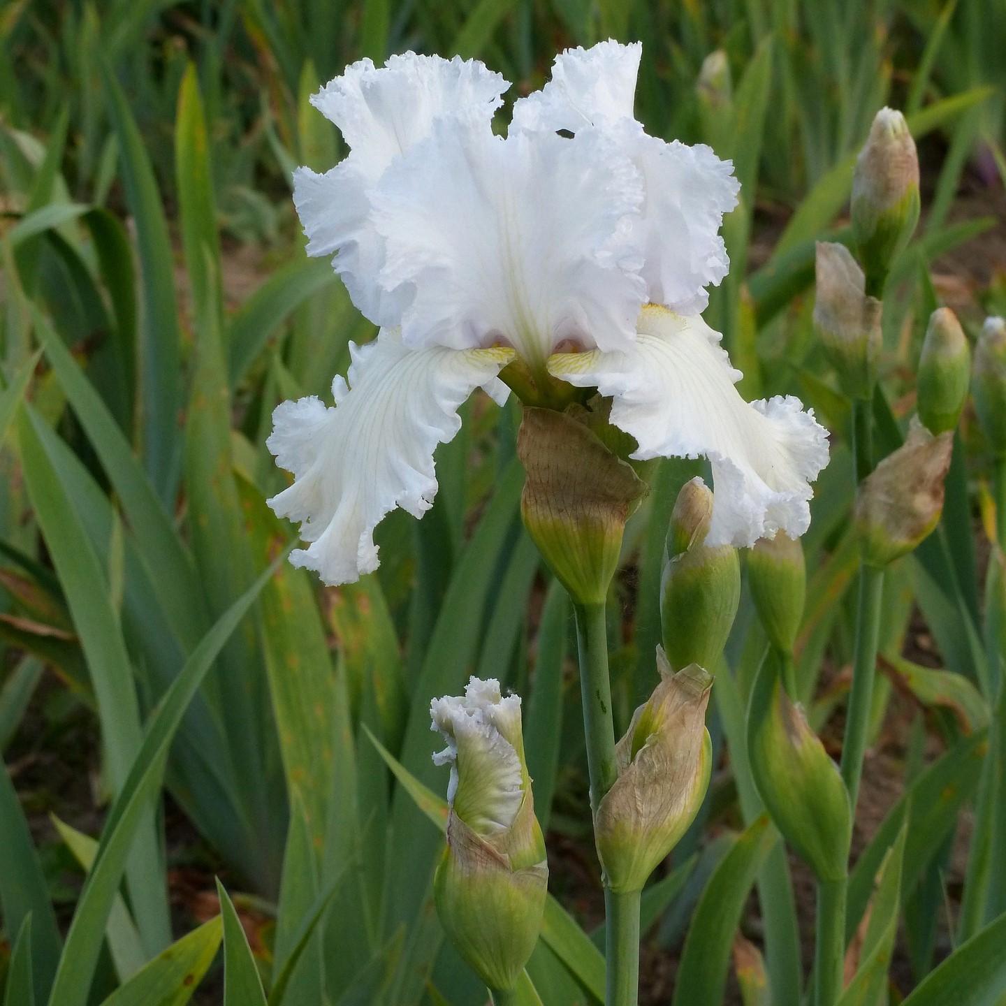 Iris barbu blanc - Iris 