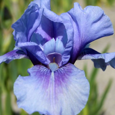 Iris barbu bleu - Iris