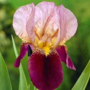 Iris barbu 'Indian Chief"- Iris BIO