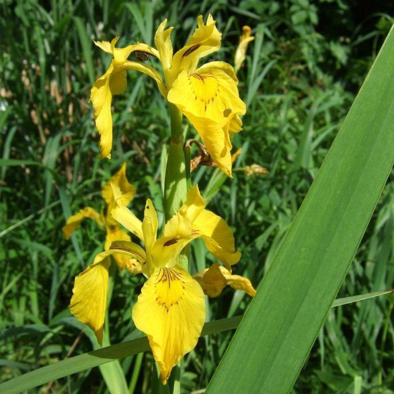 Iris des marais - Iris pseudacorus