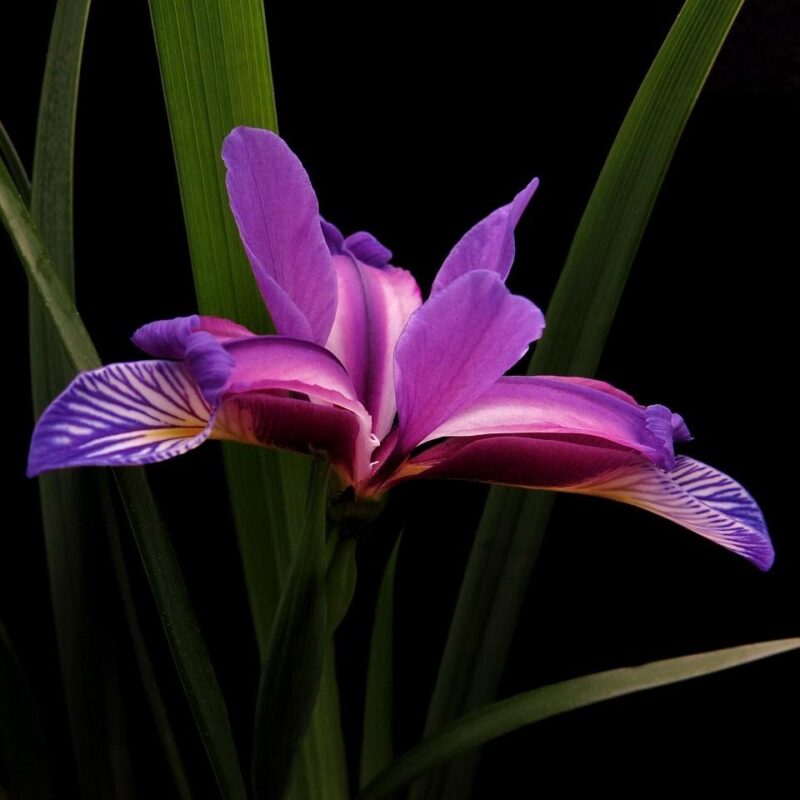 Iris versicolore - Iris