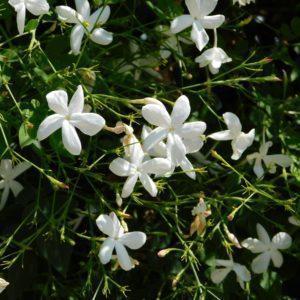 Jasmin officinal - Jasminum