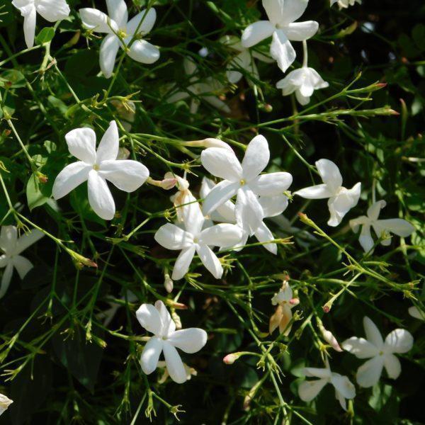 Jasmin officinal - Jasminum