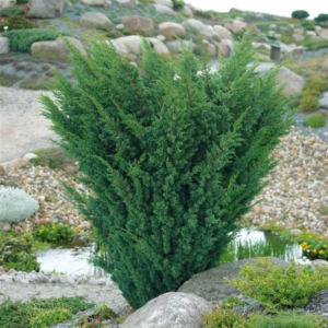 Genévrier de Chine 'Blaauw' - Juniperus