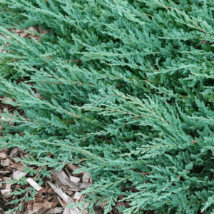 Genévrier rampant Blue Chip - Juniperus
