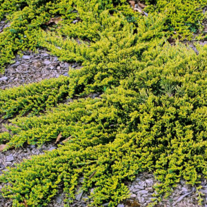 Genévrier rampant 'Golden Carpet' - Juniperus