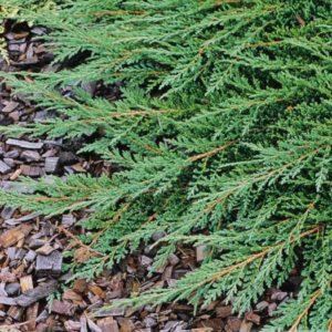 Genévrier rampant 'Prince of Wales' - Juniperus