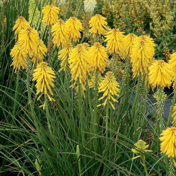 Tritome 'Jaune' - Kniphofia