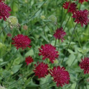 Petite scabieuse de Macédoine - Knautia