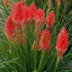 Tritome 'Rouge' - Kniphofia
