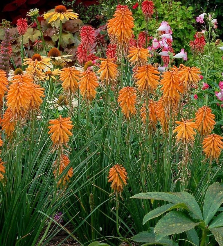 Tritome 'Orange' - Kniphofia