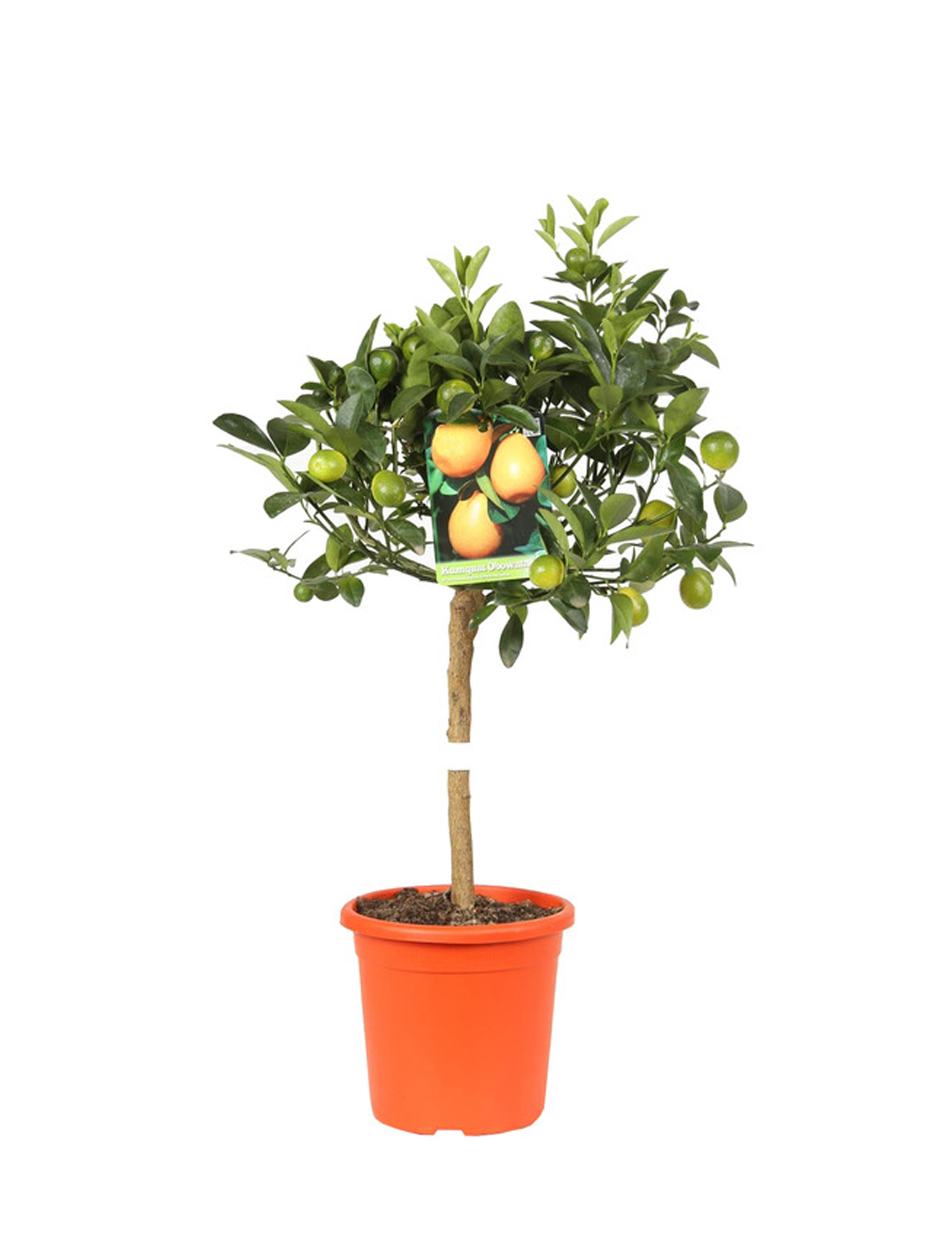 Citrus fortunella -Kumquat sur tige pot Diam. 22 cm.