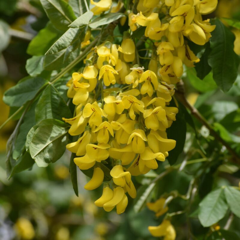 Cytise à grappes - Laburnum anagyroides