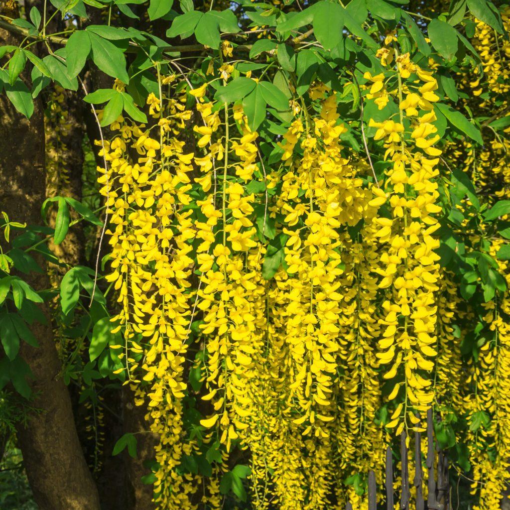 Cytise 'Vossii' - Laburnum watereri