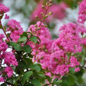 Lilas des Indes - Lagerstroemia