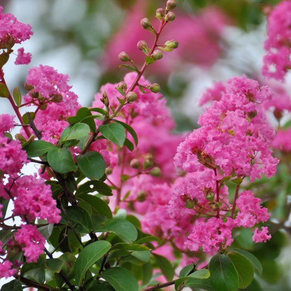 Lilas des Indes - Lagerstroemia