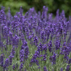 Lavande vraie 'Hidcote' - Lavandula