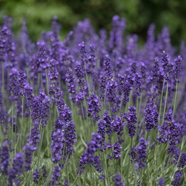 Lavande vraie 'Hidcote' - Lavandula