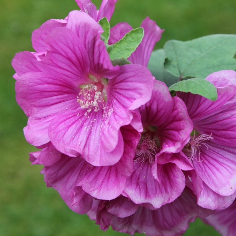 Lavatère rose - Lavatera