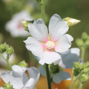 Lavatère blanc - Lavatera