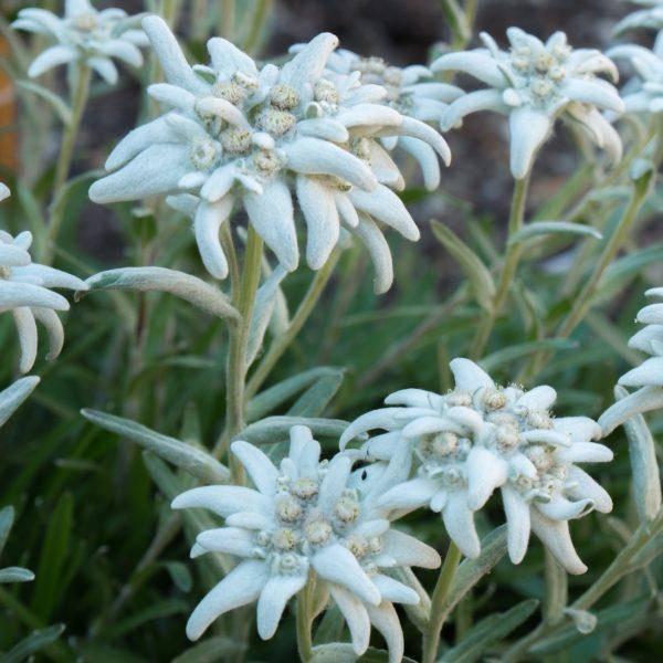 Edelweiss - Leontopodium