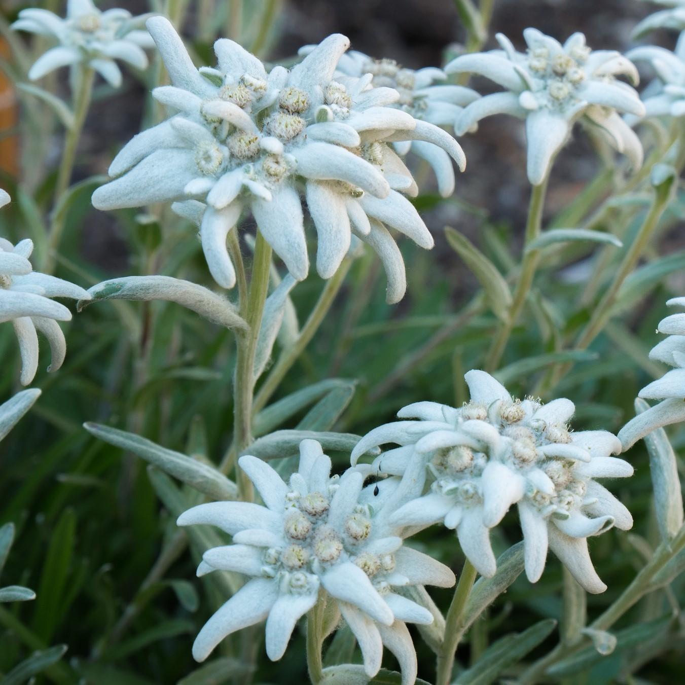 Edelweiss - Leontopodium - Gardencenter.ch