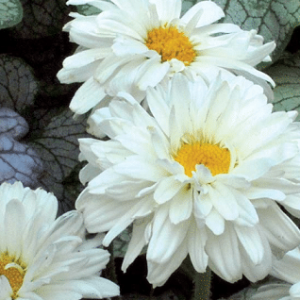 Grande marguerite 'Victorian Secret'