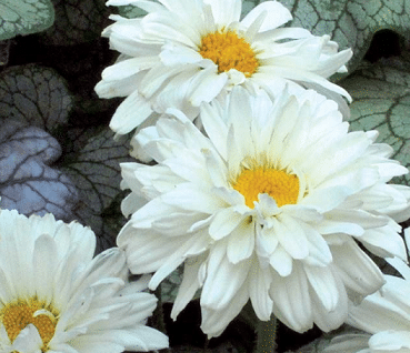 Grande marguerite 'Victorian Secret'