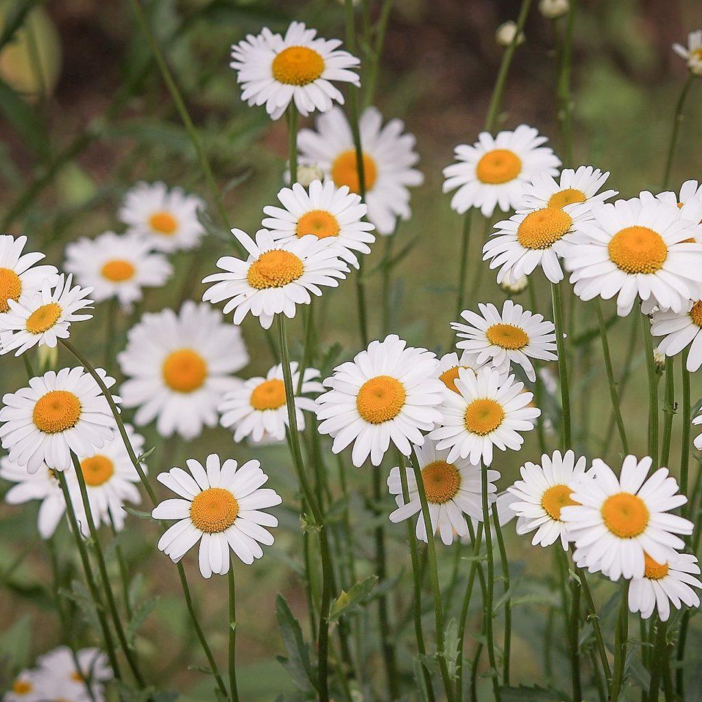 Marguerite commune - Leucanthemum