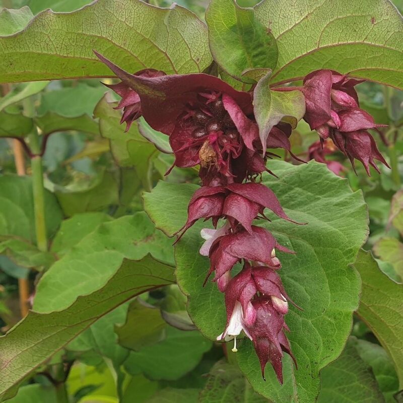 Arbre aux faisans 'Purple Rain' - Leycesteria- Bio Le Bourgeon