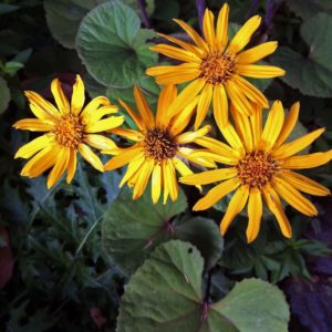 Ligulaire 'Desdemona' - Ligularia