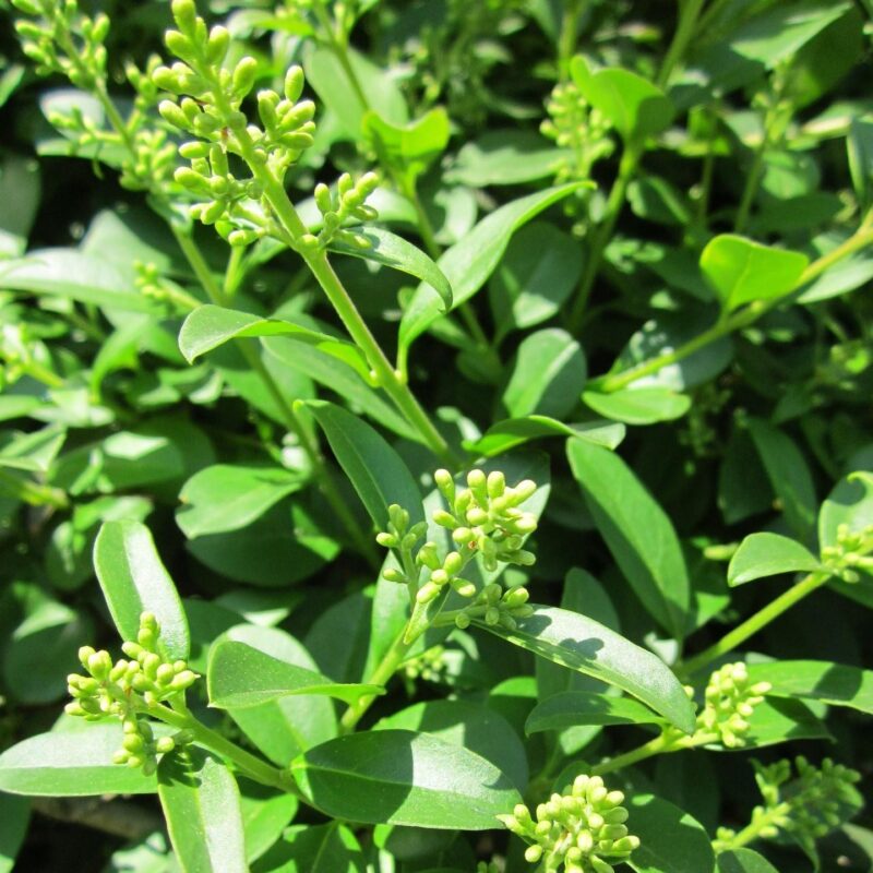 Troène commun 'Atrovirens' - Ligustrum