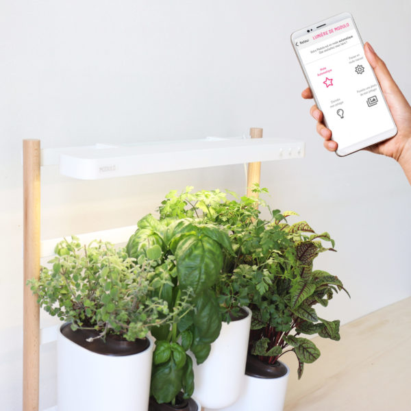 Potager d'intérieur Lilo Modulo connecté – Image 3