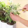 Potager d'intérieur Lilo Classic – Image 4