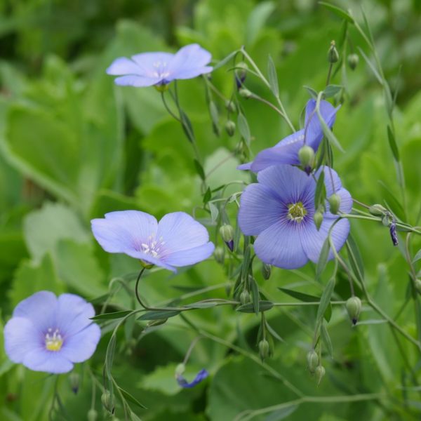 Lin vivace - Linum